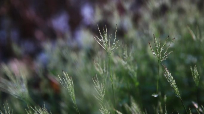 实拍青青小草在微风中摆动