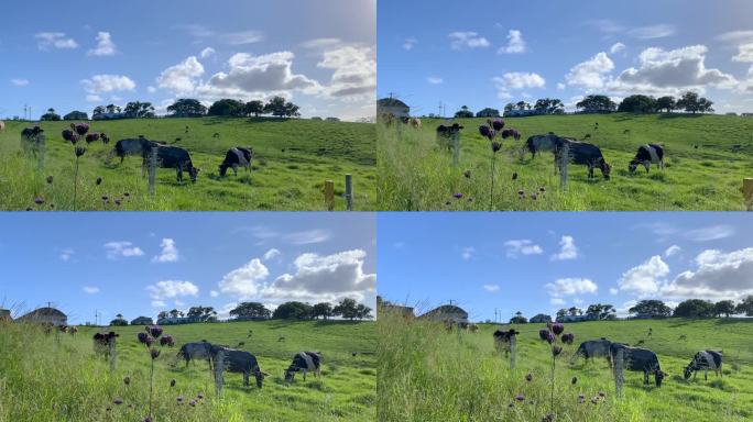 澳大利亚乡村牛场大草原澳大利亚奶牛平原放
