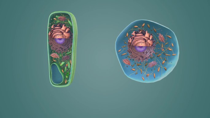 动物细胞 植物细胞细胞核细胞质线粒体动画