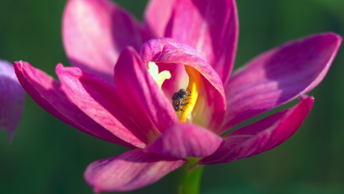 无刺蜜蜂或小蜜蜂的近景是一种帮助授粉的昆虫。使农民有好的产品。春天的自然概念。