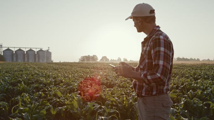 SLO MO Farmer在玉米地里行走时使用智能手机，背景是筒仓
