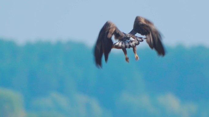 鸟-白尾海雕（Haliaeetus albicilla）在阳光明媚的秋天飞行。小鸟起飞并开始飞行。