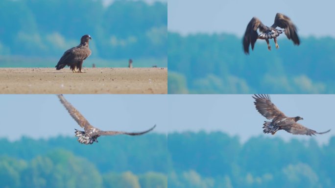 鸟-白尾海雕（Haliaeetus albicilla）在阳光明媚的秋天飞行。小鸟起飞并开始飞行。