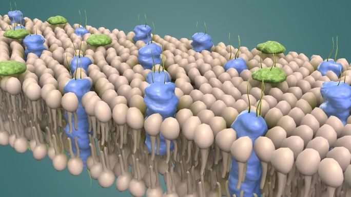 动物细胞 植物细胞 磷脂分子 膜蛋白动画