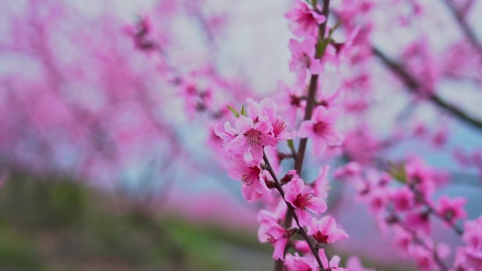 春天桃花开了