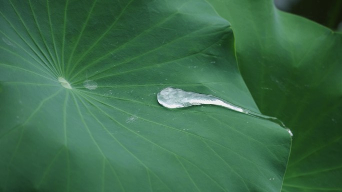 特写落在荷叶上的水