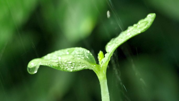 4K春雨落在农作物的嫩叶上