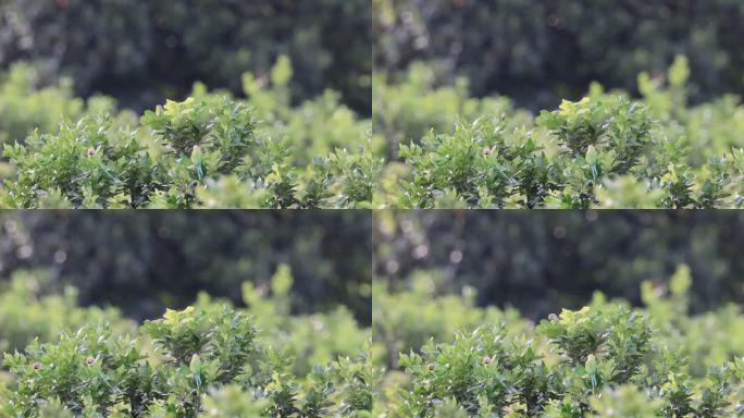 桔子树上的花头鹦鹉
