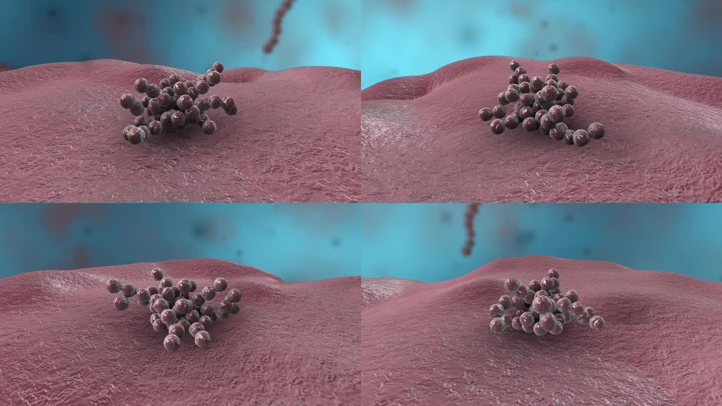 细菌真菌细胞微生物医学三维动画展示病菌