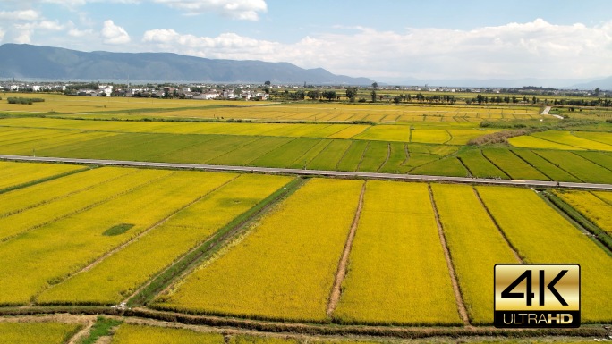 4K50P洱海稻田，稻田航拍，丰收季节