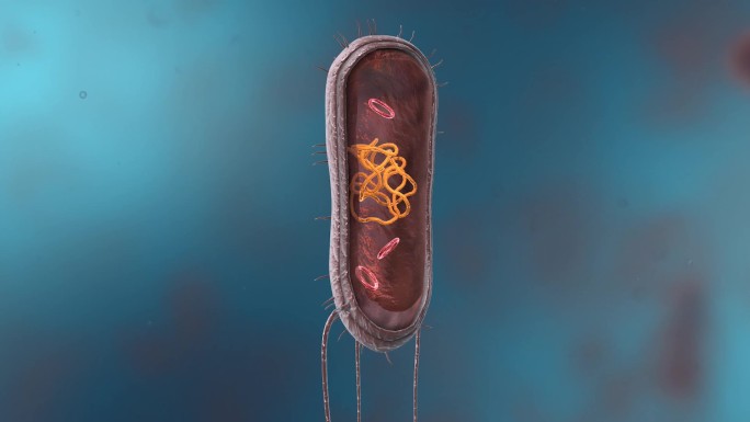 细菌真菌细胞微生物细胞膜细胞质细胞壁动画
