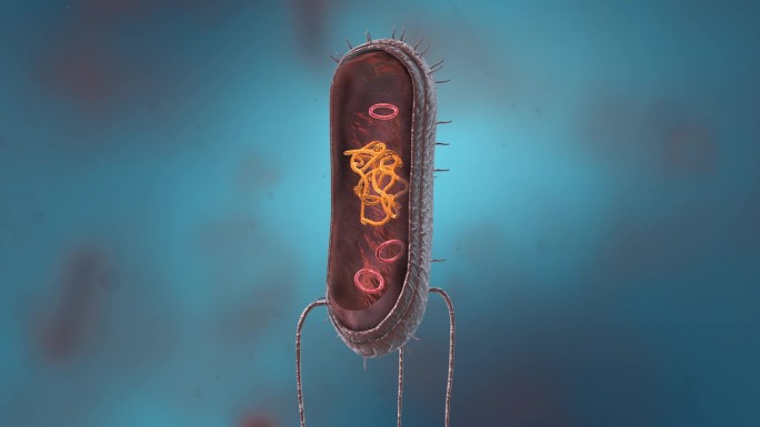 细菌真菌细胞微生物菌毛鞭毛质粒医学动画