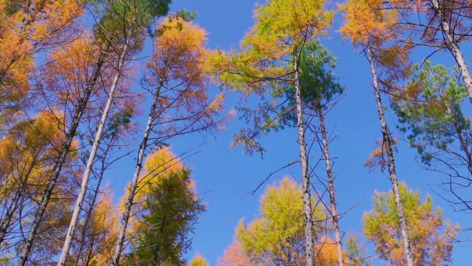 秋天的阳光与树木