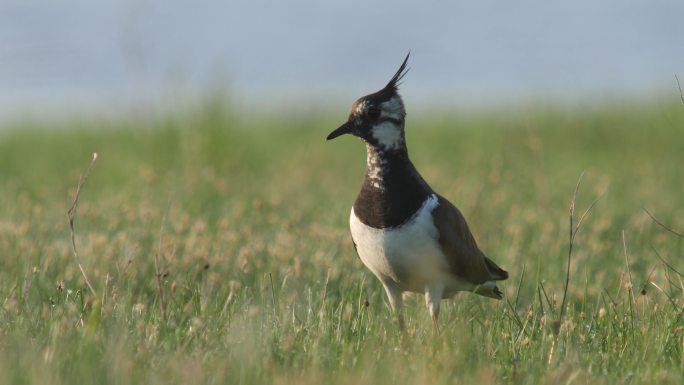 白俄罗斯繁殖季节的北幼鸟（Vanellus Vanellus）