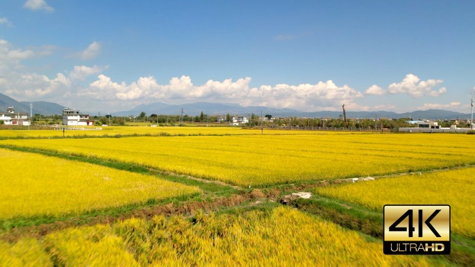 4K50P稻田航拍，金色稻田，丰收季节