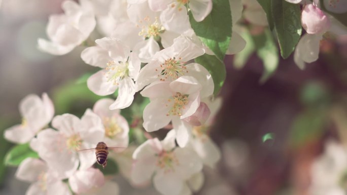 花丛中的蜜蜂