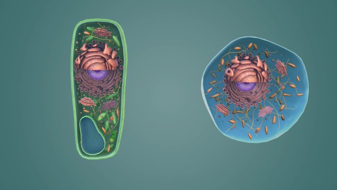 动物细胞 植物细胞 医学三维动画展示