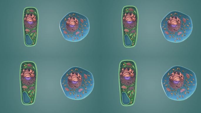 动物细胞 植物细胞 医学三维动画展示