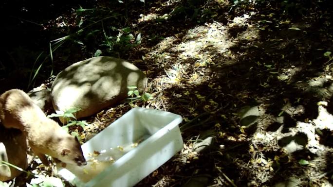 红外相机 黄鼠狼喝水 黄鼬 自然 动物