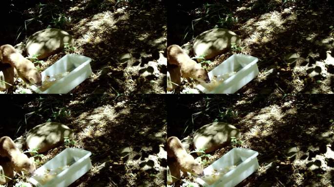 红外相机 黄鼠狼喝水 黄鼬 自然 动物