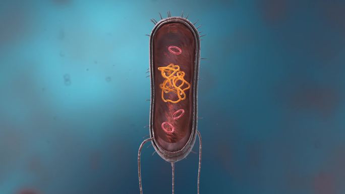 细菌真菌细胞微生物细胞真菌病菌解剖动画