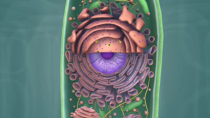 植物细胞内部解剖结构三维动画展示叶绿体