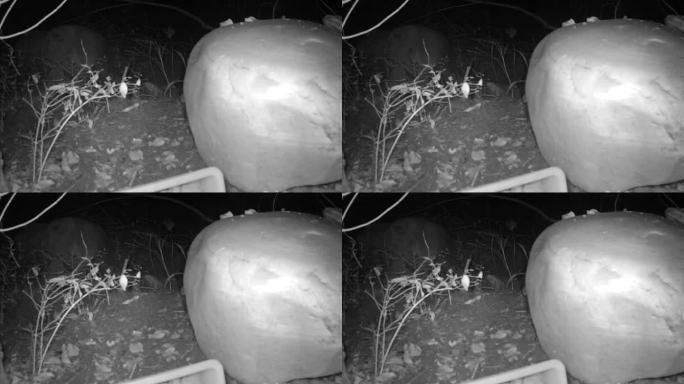 红外相机 夜晚黄鼠狼 自然 动物