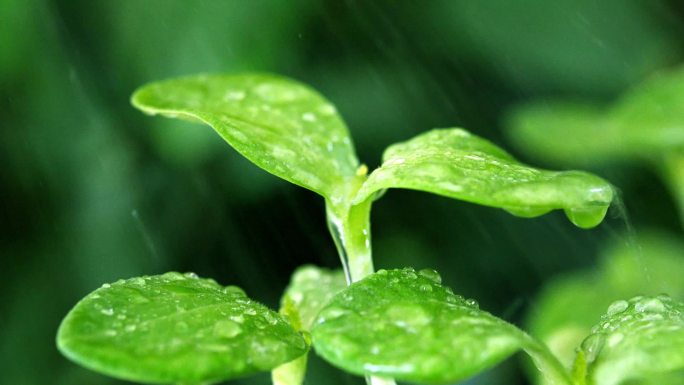 4K春雨落在农作物的嫩叶上