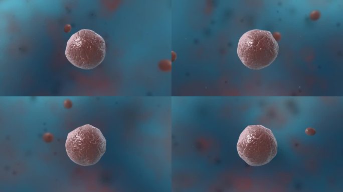 3D细菌真菌细胞微生物单球菌医学三维动画