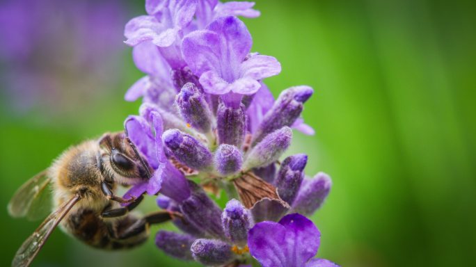 蜜蜂采蜜、花粉撒在薰衣草花上