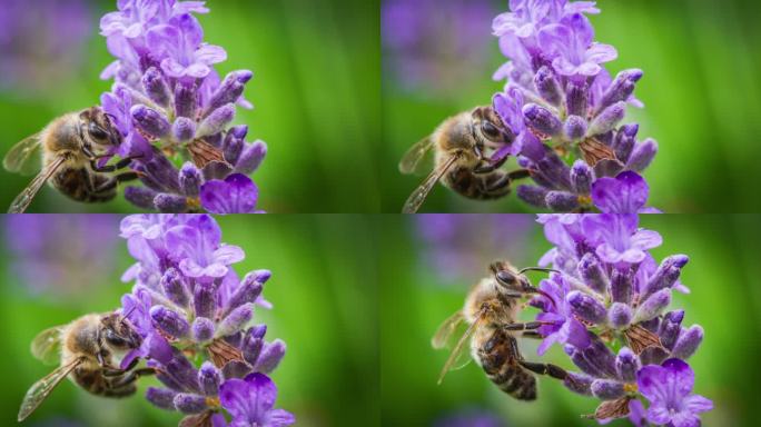 蜜蜂采蜜、花粉撒在薰衣草花上