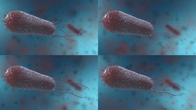 细菌真菌细胞微生物螺旋杆菌病变疾病动画