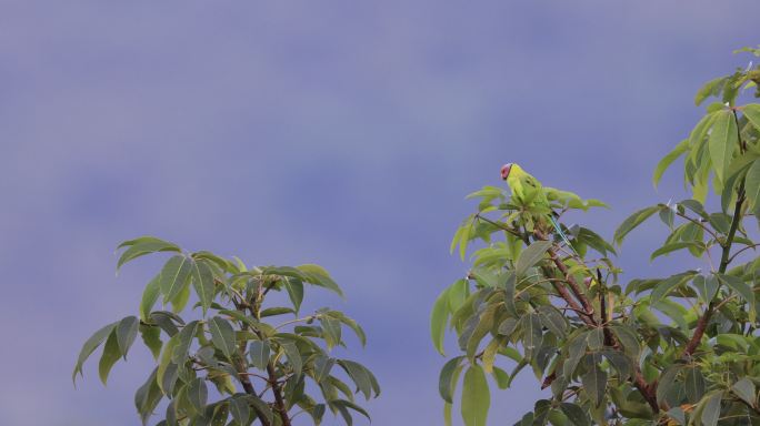 野生花头鹦鹉在树梢上活动