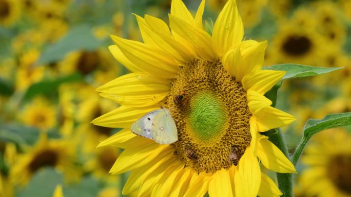 蝴蝶和蜜蜂从Sunflow吸吮蜂蜜