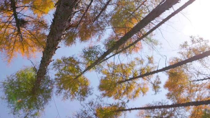 秋天的樟子松 松树色彩斑斓