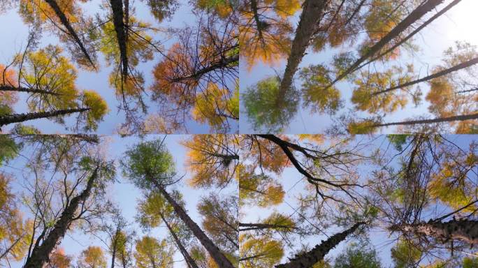 秋天的樟子松 松树色彩斑斓