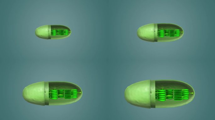 基粒 类囊体 内膜外膜动物细胞 植物细胞