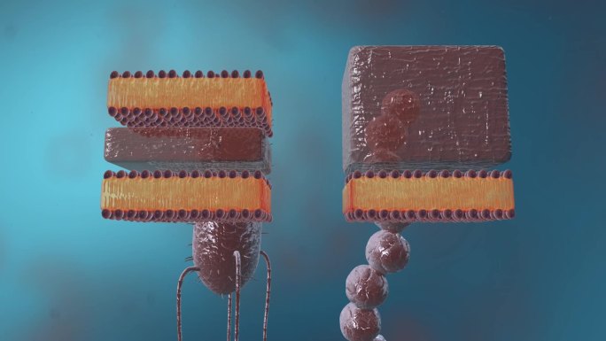 细菌真菌细胞微生物革兰氏阳性菌医学动画