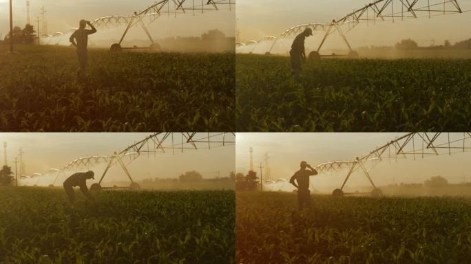 SLO MO农民看着农业喷头浇灌玉米田