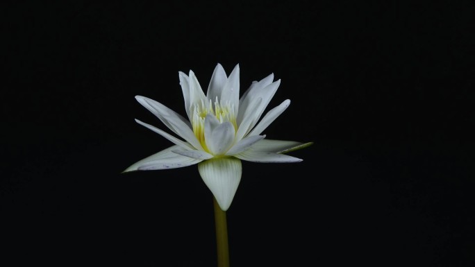 美丽的白荷花睡莲花在池塘里盛开，水汪汪地绽放