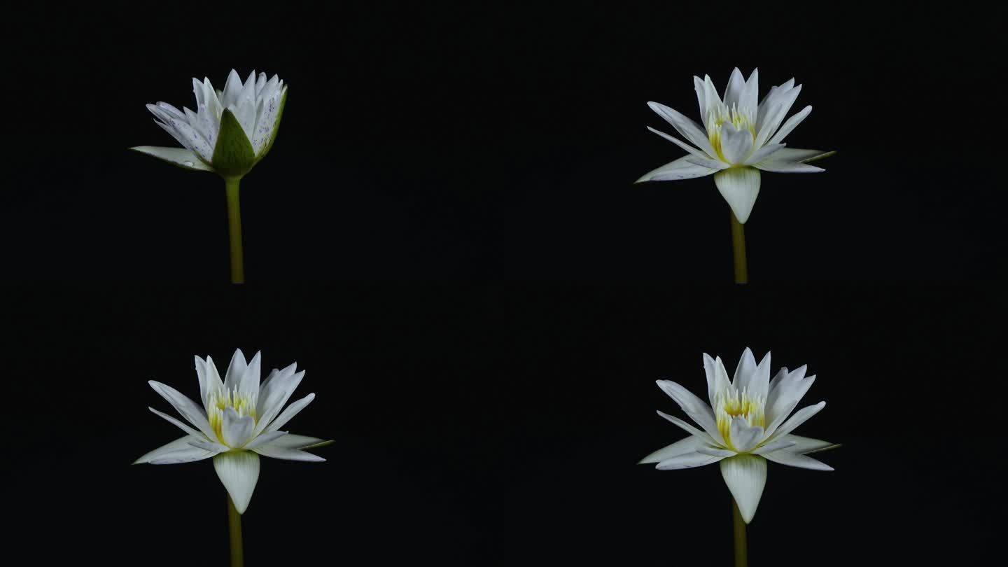 美丽的白荷花睡莲花在池塘里盛开，水汪汪地绽放