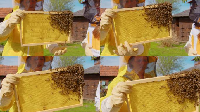 蜜蜂专家检查蜂巢架上的蜜蜂