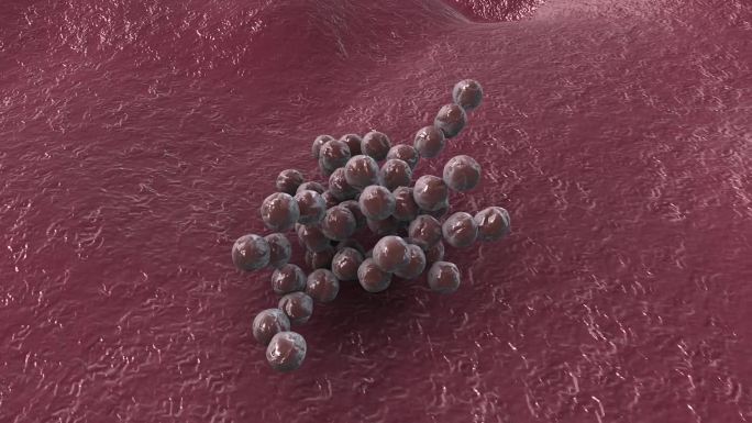 细菌真菌细胞微生物葡萄球菌病原体三维动画