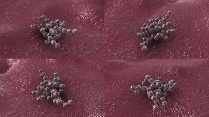 细菌真菌细胞微生物葡萄球菌病原体三维动画