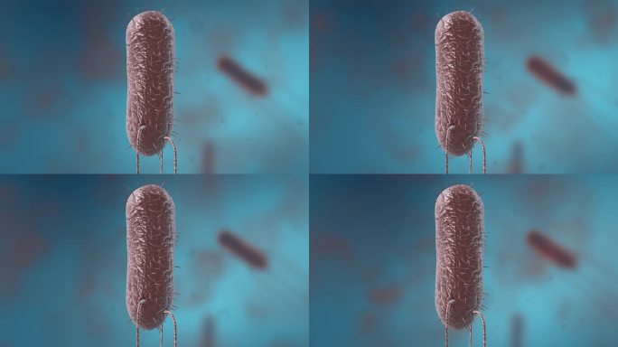 细菌真菌细胞微生物细胞质细胞核细胞膜动画