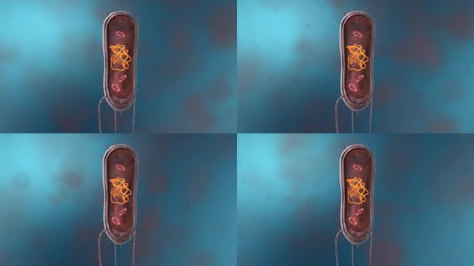 细菌真菌细胞微生物细胞核线粒体DNA动画