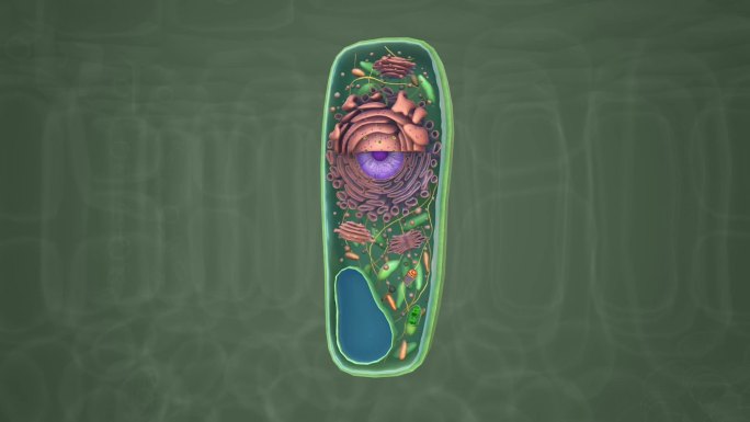 植物细胞 细胞膜 细胞质 细胞核医学动画