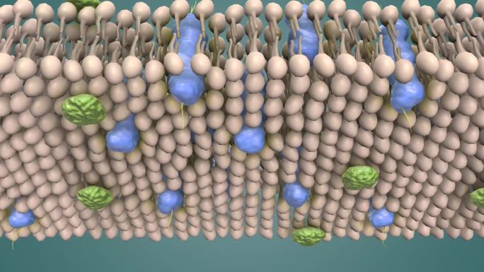 动物细胞 植物细胞 医学三维动画细胞膜