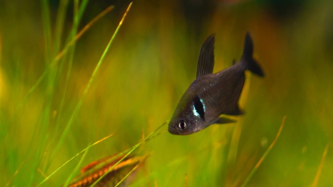 水族馆小鱼兴趣爱好养鱼小鱼苗多彩鱼