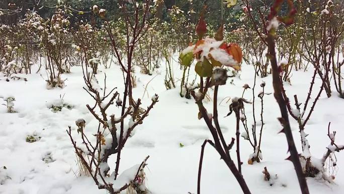 冬日雪景萧瑟大屏素材视频剪辑下雪